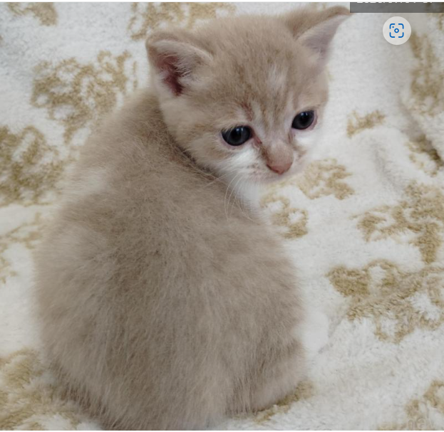 アメリカンカールの子猫