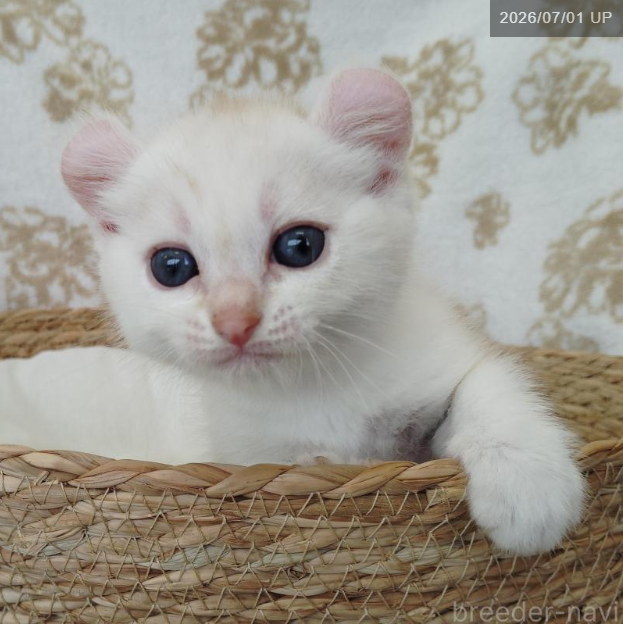 埼玉・越谷で相談できるアメリカンカールの子猫